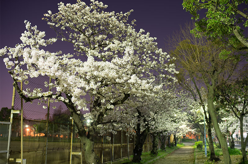 Cherry blossoms in Shinyodogawa Park