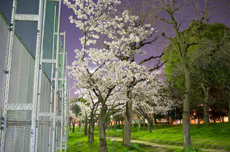 Cherry blossoms in Shinyodogawa Park