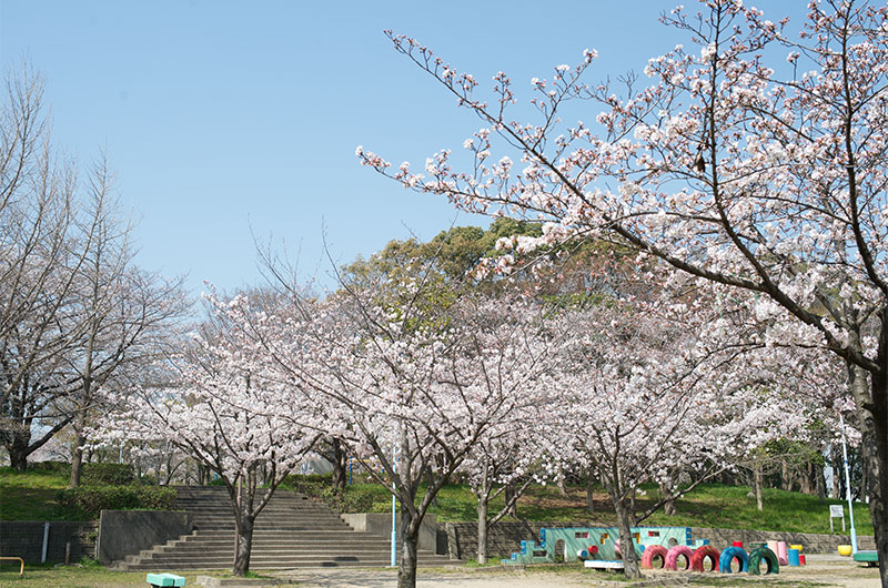 Cherry blossoms in Nakajima Park