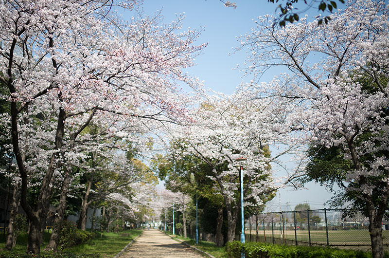 Cherry blossoms in Nakajima Park
