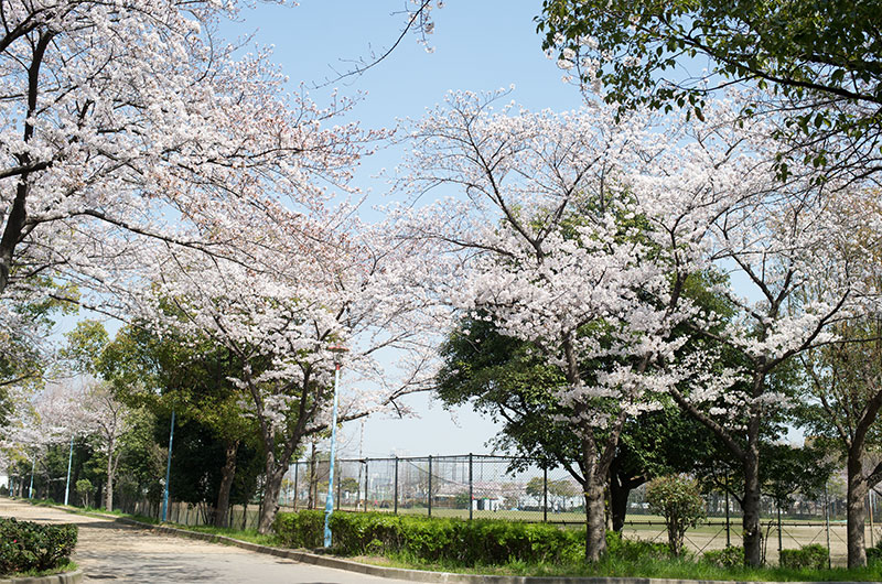 Cherry blossoms in Nakajima Park