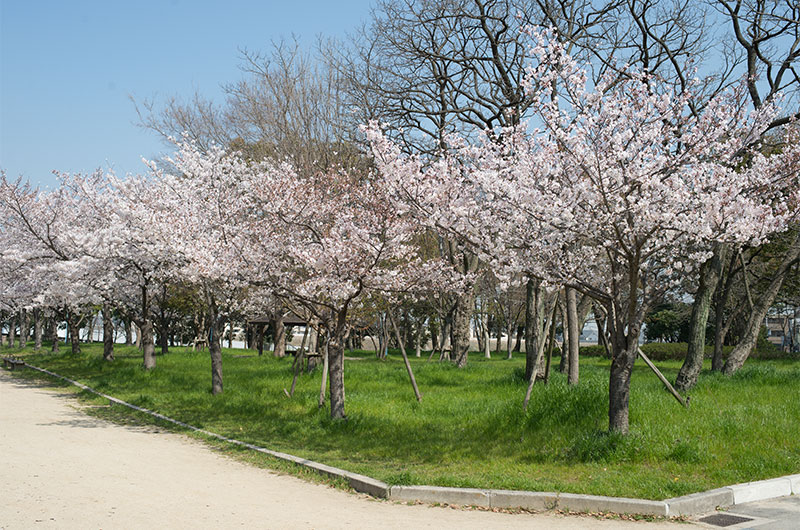 Cherry blossoms in Nakajima Park