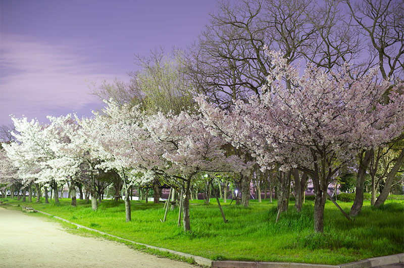 Cherry blossoms in Nakajima Park