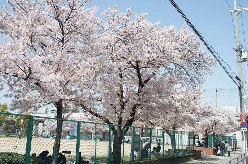 Cherry blossoms in Ohwada River Park