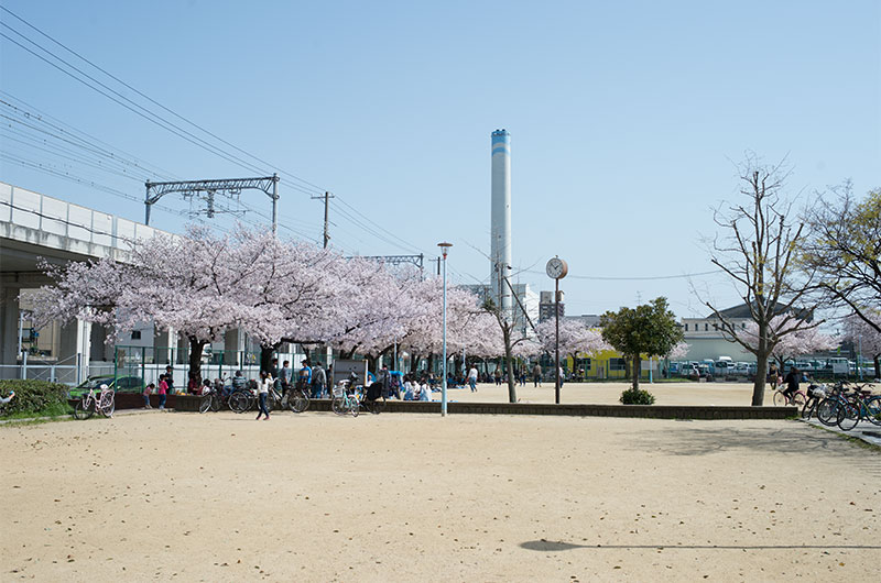 Cherry blossoms in Ohwada River Park