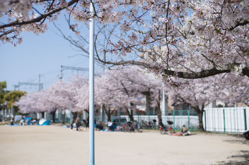 Cherry blossoms in Ohwada River Park