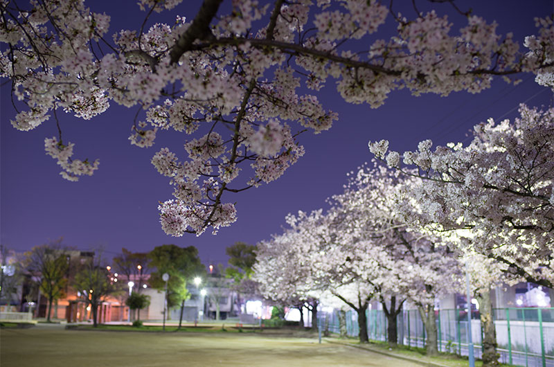 Cherry blossoms in Ohwada River Park