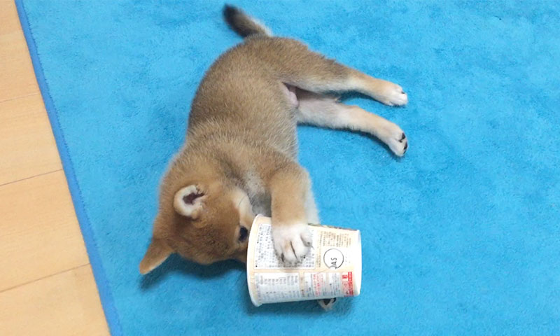 Shiba Inu’s Amo-san playing with a clean noodle cup