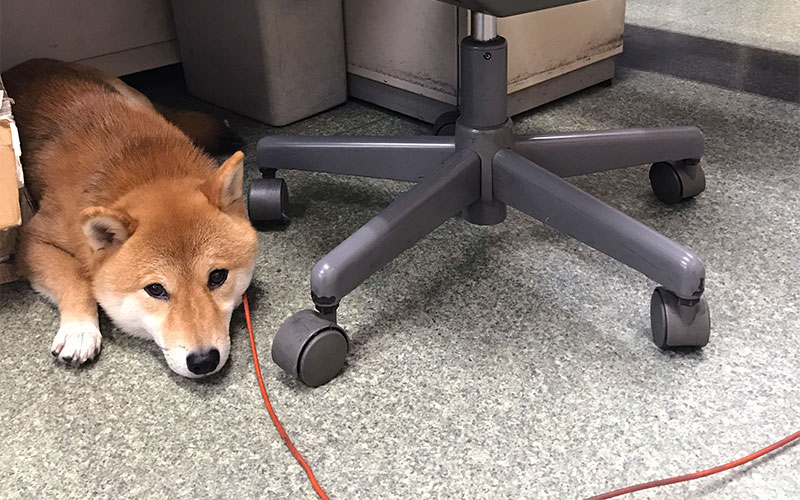 Shiba Inu with PTSD because of earthquake