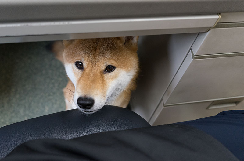 Shiba Inu’s Amo-san hiding under the desk