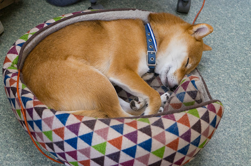 Shiba Inu’s Amo-san relaxing at his usual place