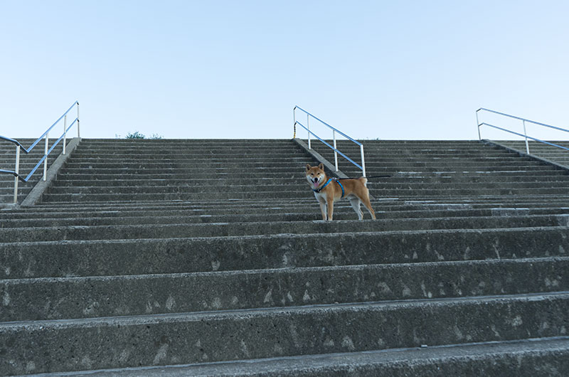 Shiba Inu’s Amo-san at central stairway at Naniwa Fireworks Festival site