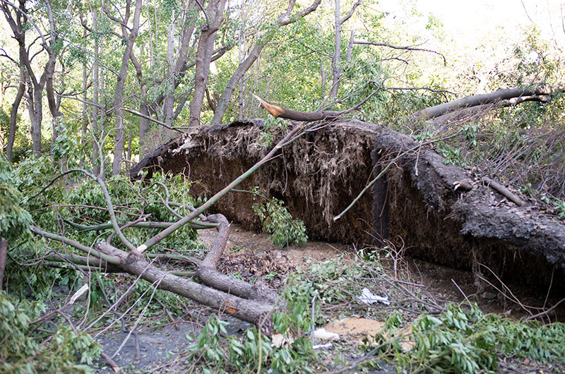 Ohno River Promenade after typhoon