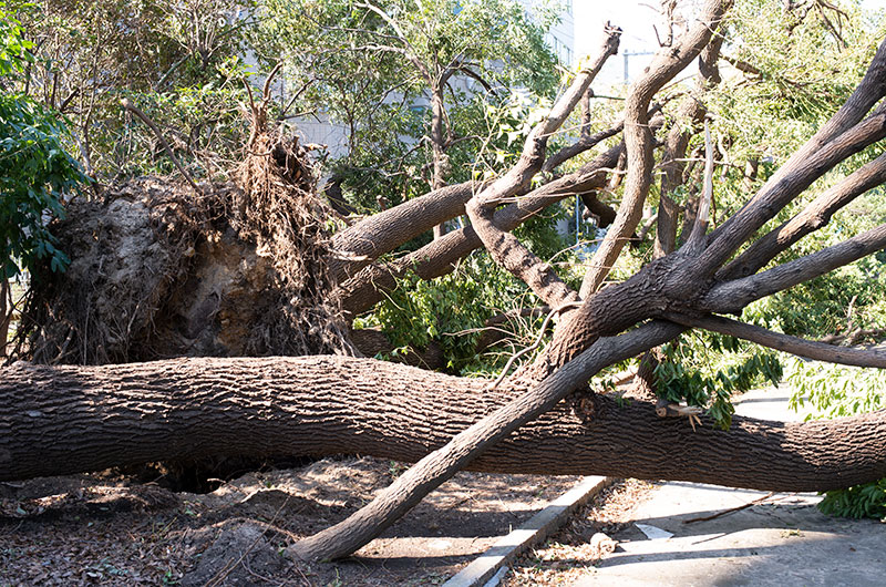 Ohno River Promenade after typhoon