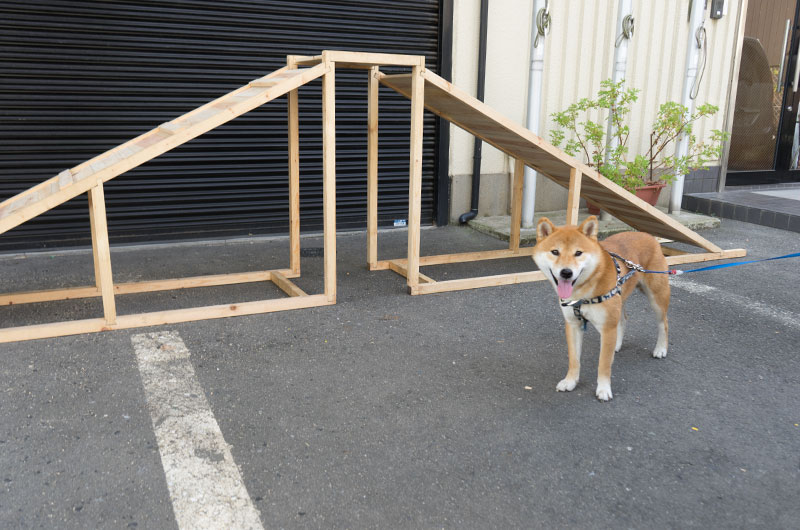 Shiba Inu’s Amo-san with wooden slope