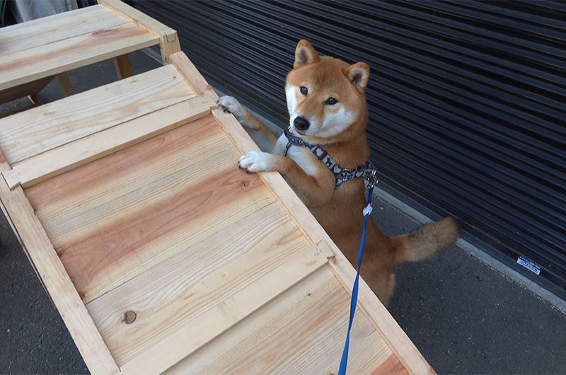 Shiba Inu’s Amo-san is interested in wooden slope