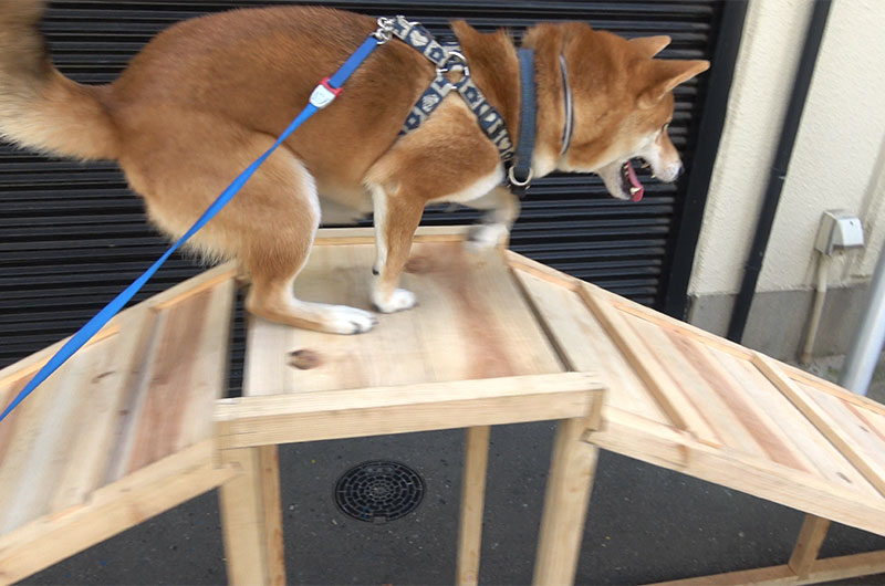 Shiba Inu’s Amo-san run up on wooden slope