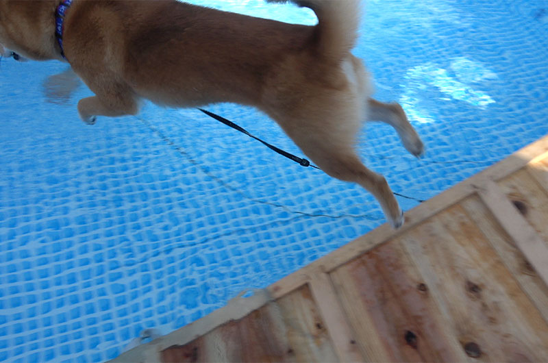 Shiba Inu’s Amo-san jumped into the pool by himself!