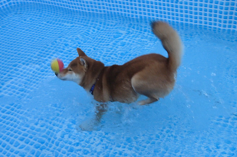 Shiba Inu’s Amo-san playing with balls in the pool.