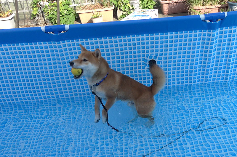 Shiba Inu’s Amo-san catching a ball in the pool