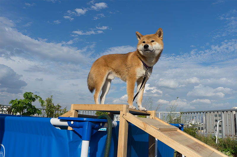 Shiba Inu’s Amo-san taking a break outside the pool