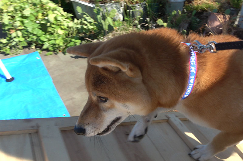 Shiba Inu’s Amo-san walks up the slope.