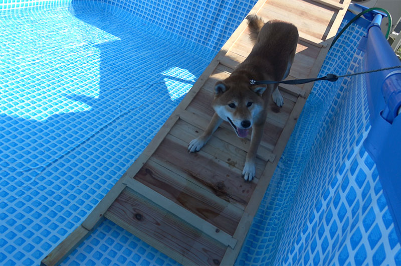 Shiba Inu’s Amo-san halts in front of the pool.