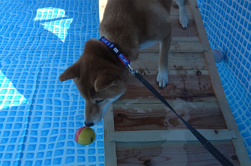 Shiba Inu’s Amo-san is interested in the floating balls in the pool.