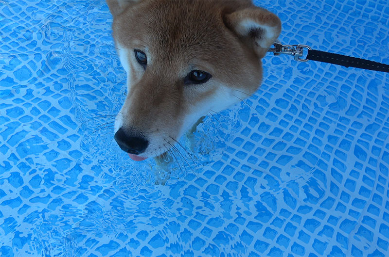 Shiba Inu’s Amo-san has jumped into the water.