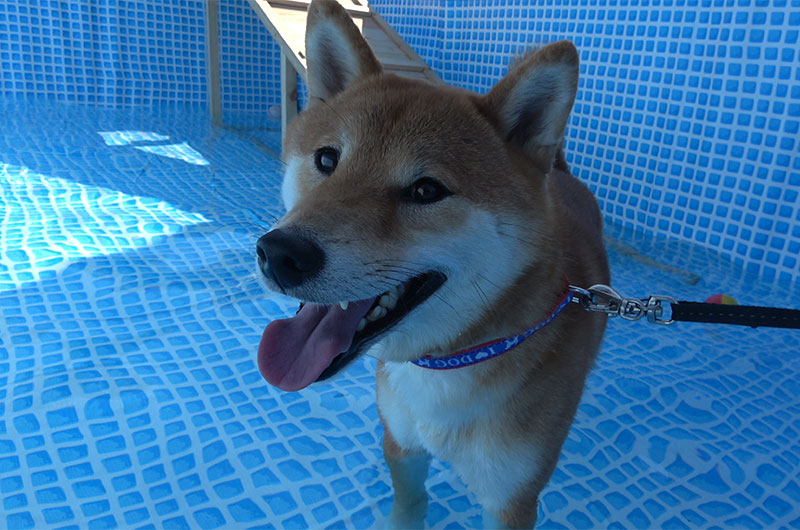 Shiba Inu’s Amo-san made a satisfied face.