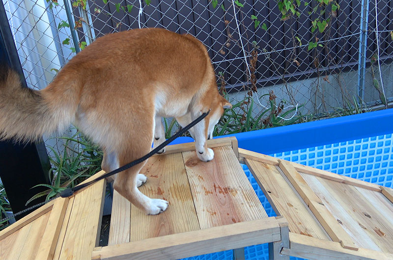 Shiba Inu’s Amo-san checking the water level.