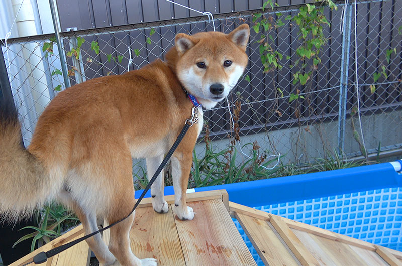 Shiba Inu’s Amo-san feeling anxious