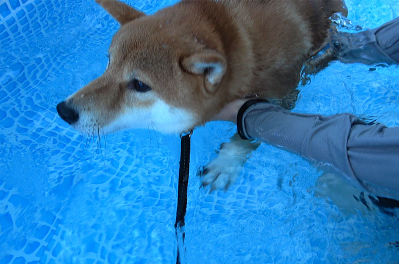 Shiba Inu’s Amo-san practicing to swim in the pool.