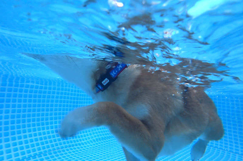 Shiba Inu’s Amo-san dog-paddling taken by underwater camera