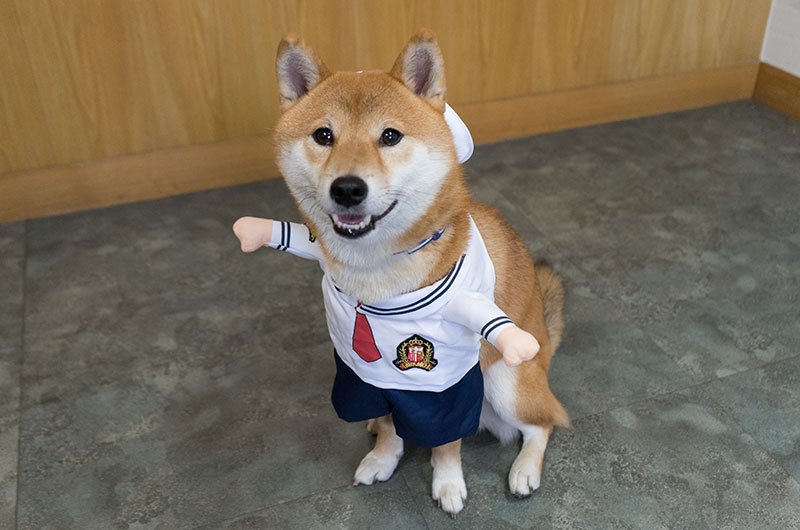 Shiba Inu’s Amo-san having sailor suit