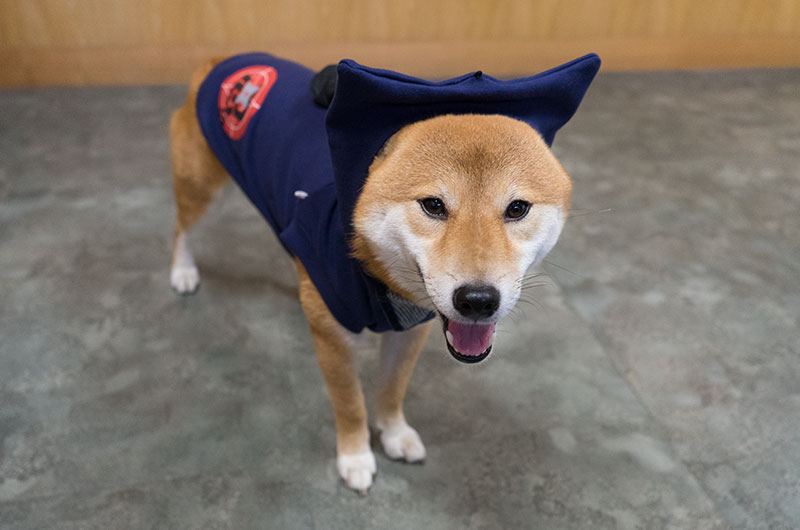 Shiba Inu’s Amo-san having Ninja costume