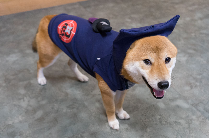 Shiba Inu’s Amo-san having Ninja costume