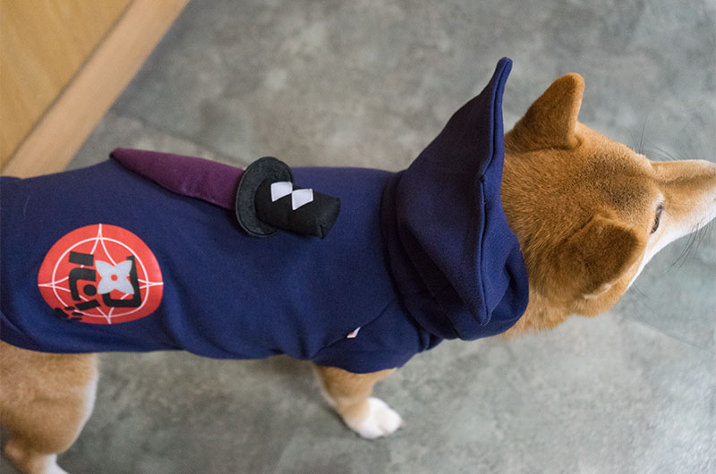 Shiba Inu’s Amo-san having Ninja costume