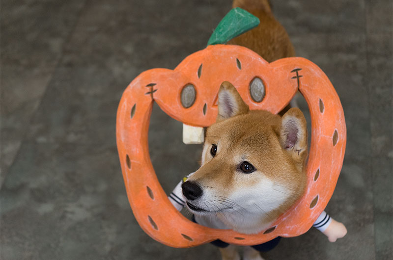 Shiba Inu’s Amo-san with Pumpkin frame