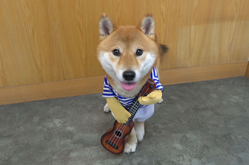 Shiba Inu’s Amo-san taking guitarist outfit for dogs