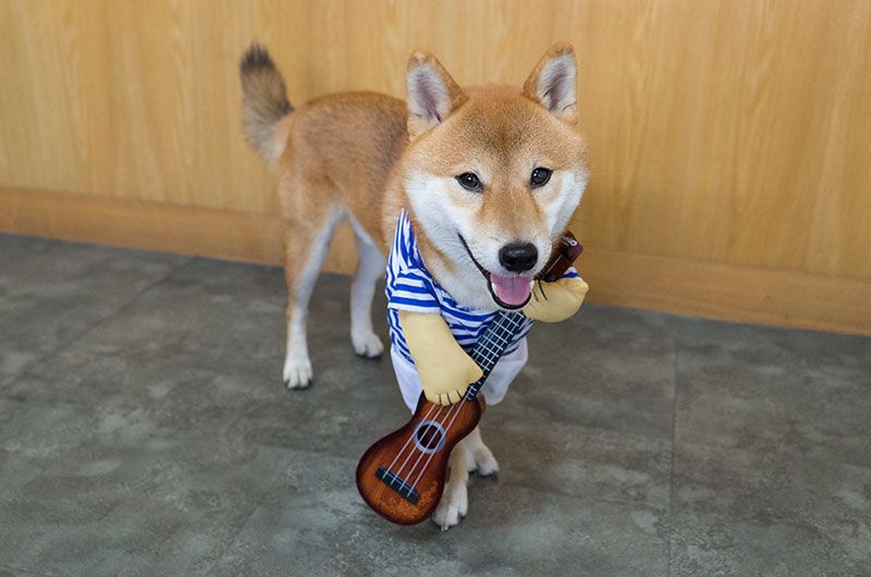 Shiba Inu’s Amo-san becoming guitarist