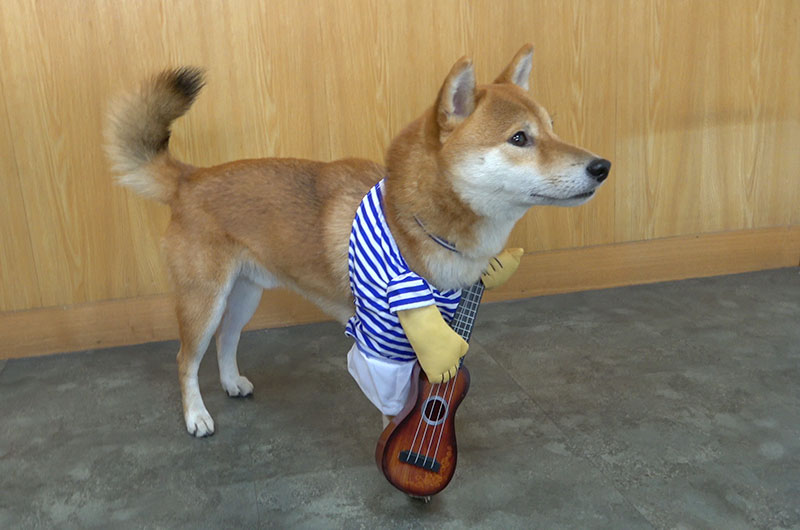 Shiba Inu’s Amo-san becoming guitarist