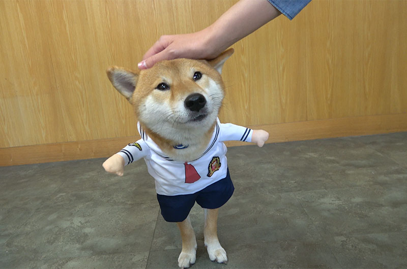 Shiba Inu’s Amo-san having sailor suit