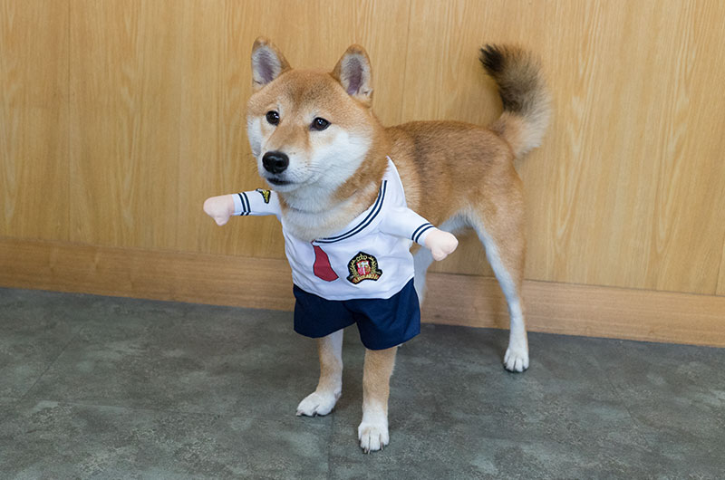 Shiba Inu’s Amo-san having sailor suit