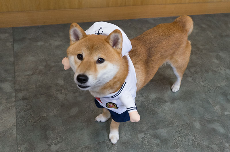 Shiba Inu’s Amo-san having sailor hat