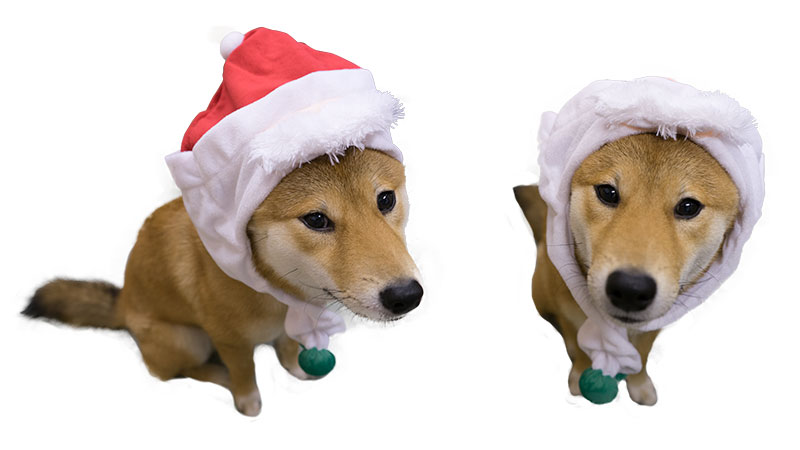 Shiba Inu's Amo-san as Santa