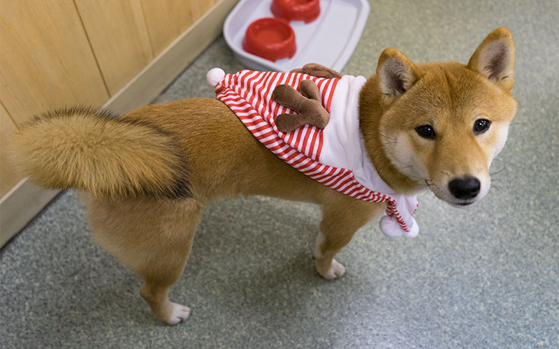 Shiba Inu's Amo-san with Reindeer scarf