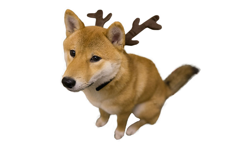 Shiba Inu's Amo-san with Horn