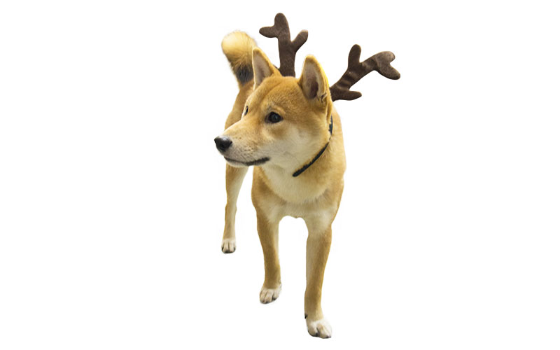 Shiba Inu's Amo-san with Horn