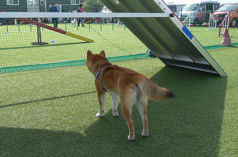 Shiba Inu’s Amo-san checking agility